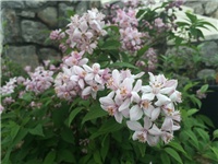 713f09ad-20160520 kolkwicia.jpg